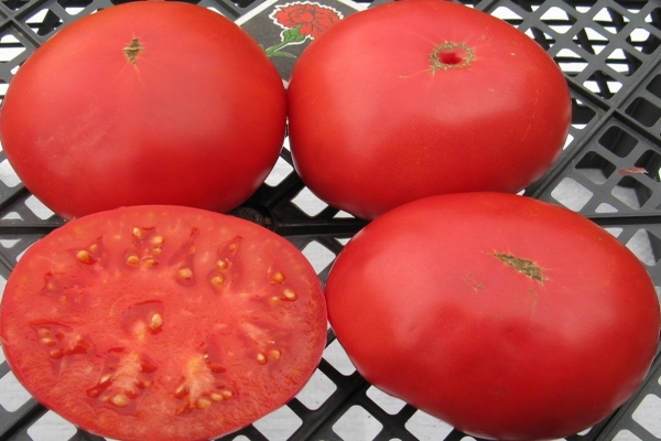 Larawan ng Tomato Delicacy