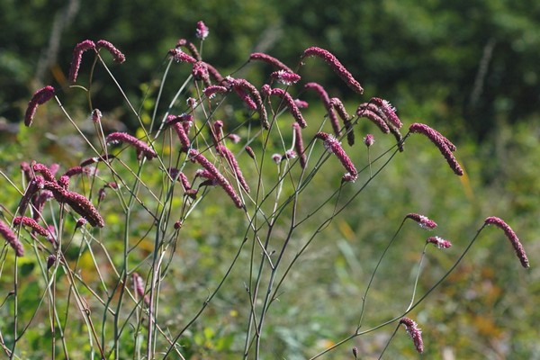 Sanguisorba