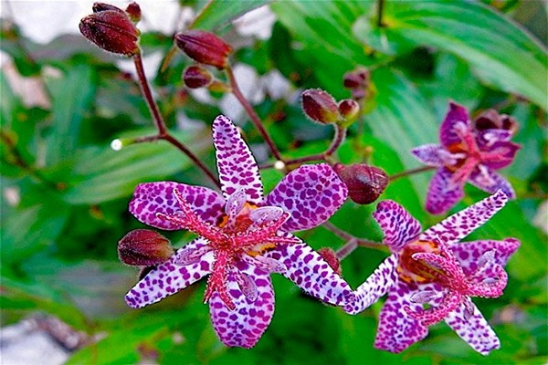 landing ng tricirtis + at pangangalaga