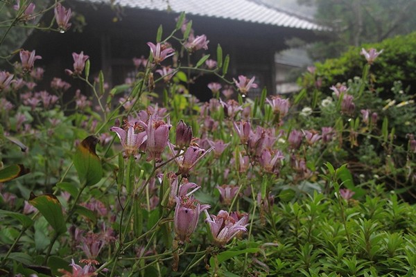 tricirtis