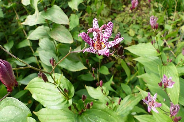 tricirtis pflanzen + und + im Freien lassen