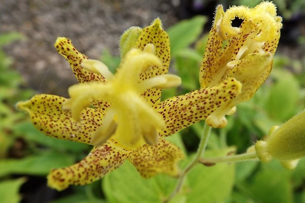 tricirtis fotografija