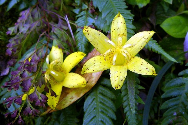 tricirtis