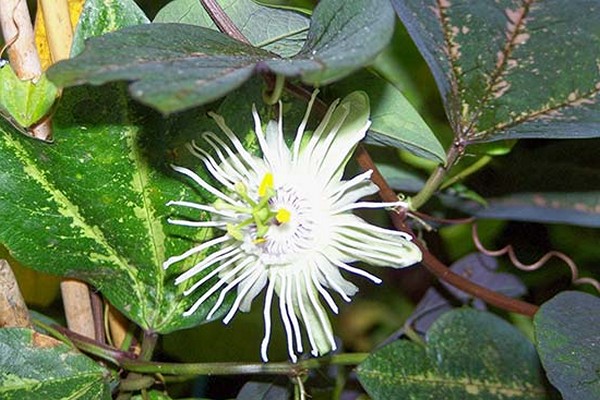 passionflower flower