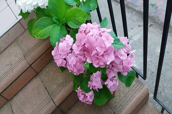 panicle hydrangea varieties photo