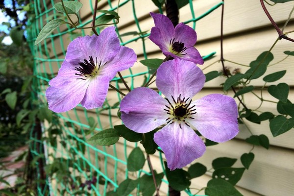 clematis