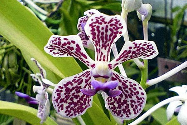 Orchideen-Vanda-Fotos