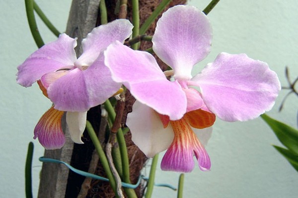 mga larawan ng orchid vanda