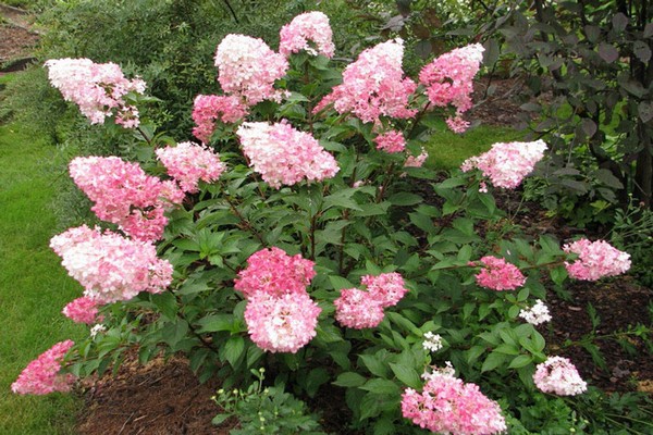 name of varieties of panicle hydrangea