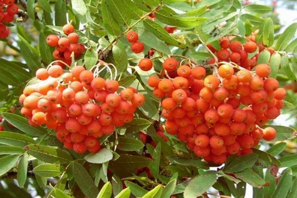 Choosing a rowan variety