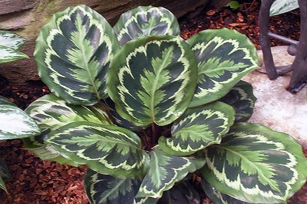 variétés de calathea