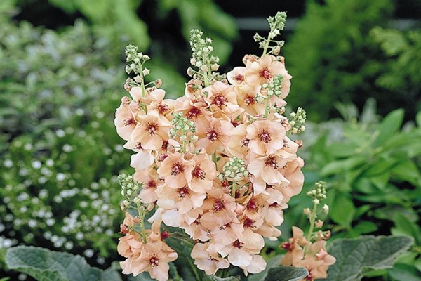 verbascum landing