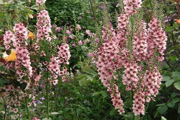 larawan ng verbascum