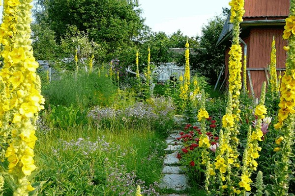 larawan ng verbascum