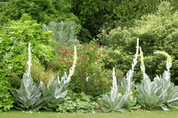 growing verbascum