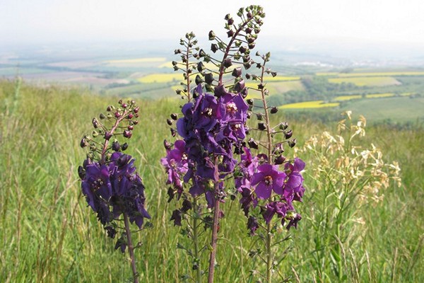 growing verbascum