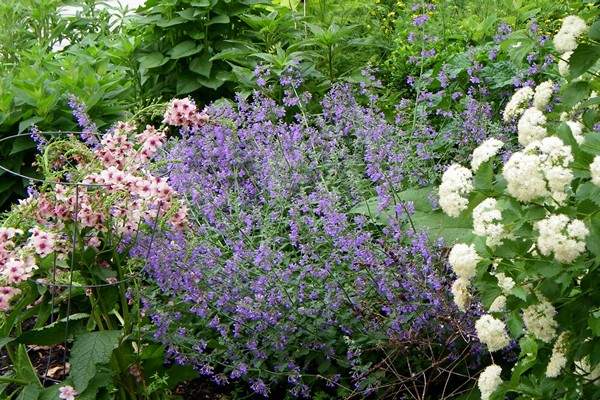 verbascum landing