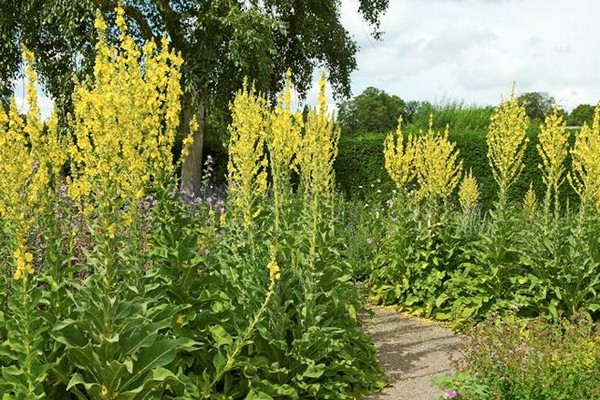 buto ng verbascum