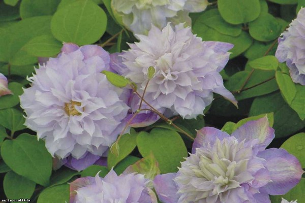 clematis trimming groups