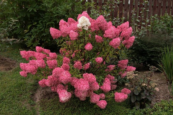 mga varieties ng hydrangea