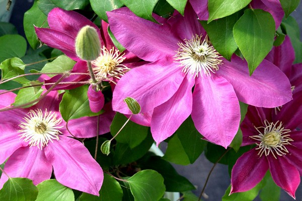 mga pangkat ng pag-trim ng clematis