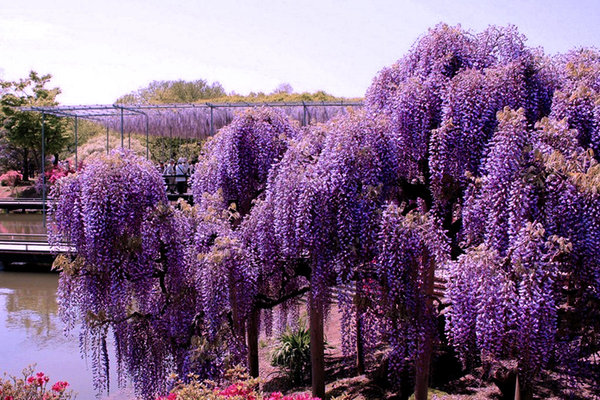 wisteria photo