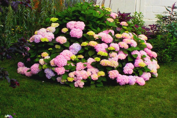 the best varieties of hydrangea