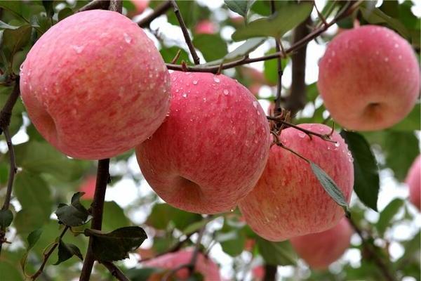 Fuji apple tree