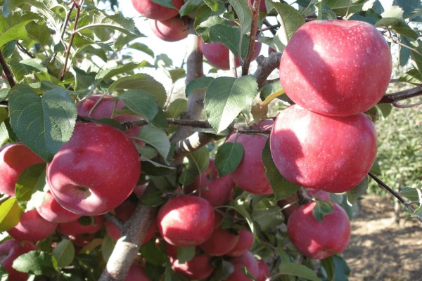 Fuji apple tree: paglalarawan