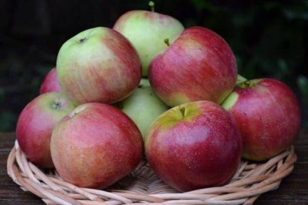 Apple-tree Orlovskoe may guhit