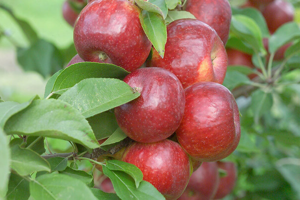 Apfel geschätzt