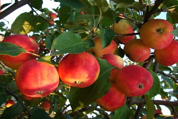 Apfel geschätzt