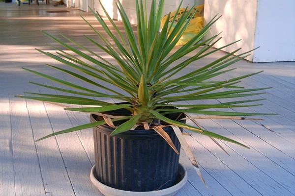 panloob na yucca