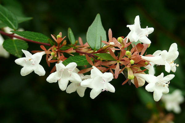 Abelia Foto