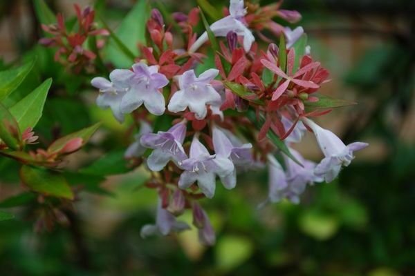 Abelia Foto