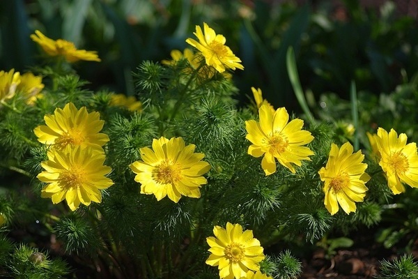 Adonis Foto und Beschreibung