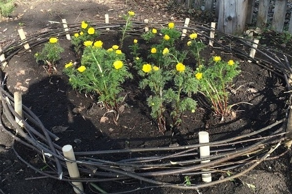 Beschreibung der Blume von Adonis