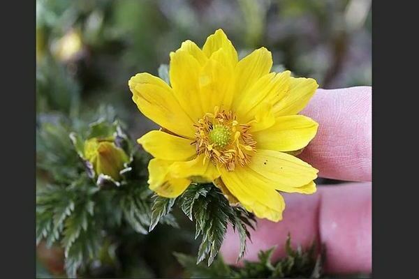 Adonis: Foto und Beschreibung