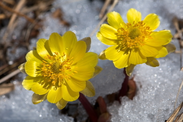 Adonis photo and description