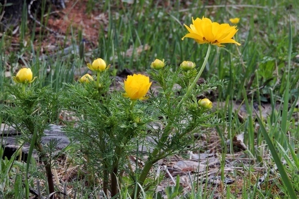 Adonis photo and description