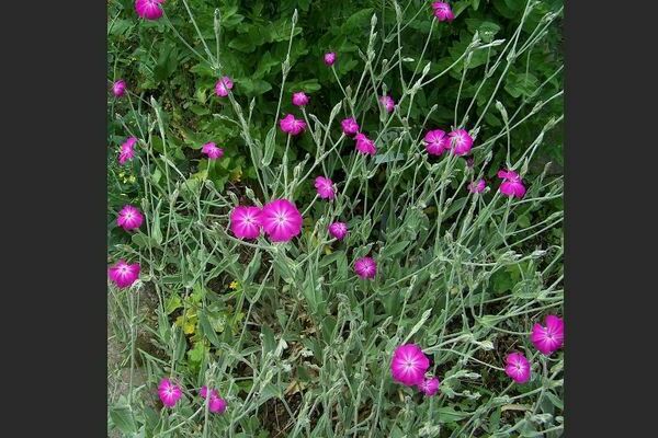 Adonis Foto und Beschreibung