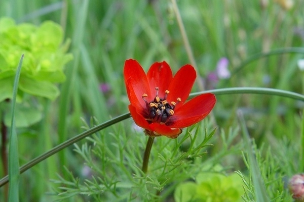 Adonis photo and description