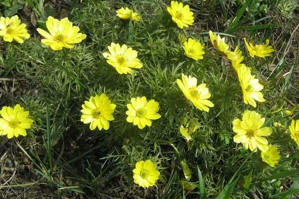 Adonis Foto und Beschreibung