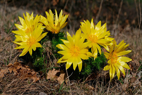 Adonis photo and description