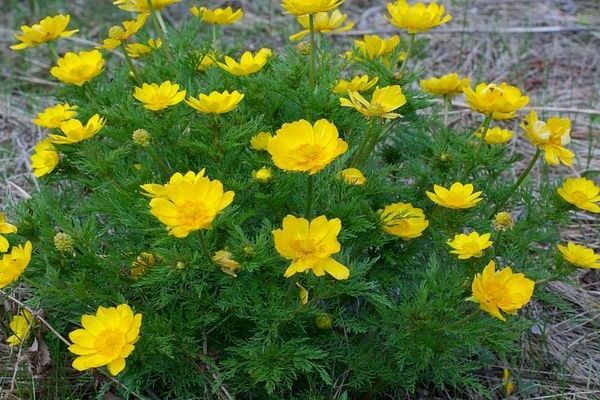 Adonis siberian photo