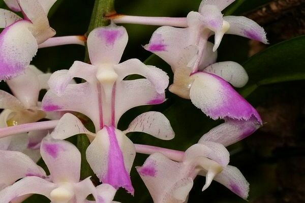 Aerides photo