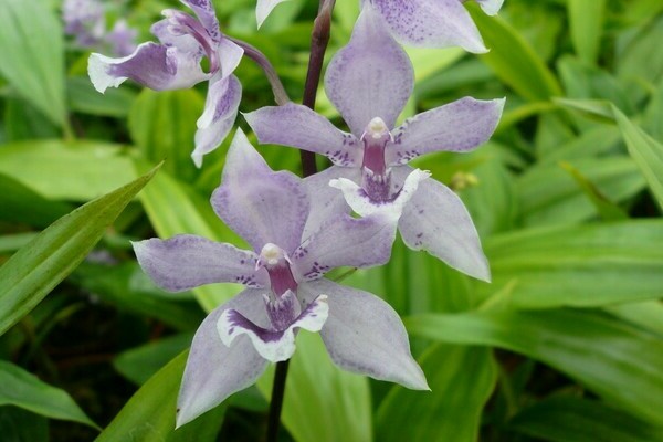 orquídea