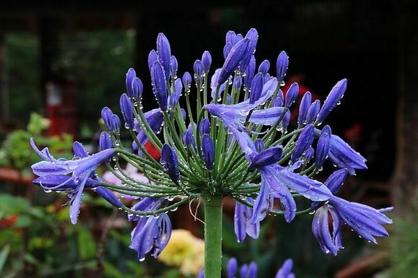 Agapanthus-Foto