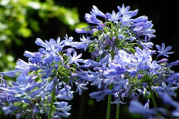 larawan ng agapanthus