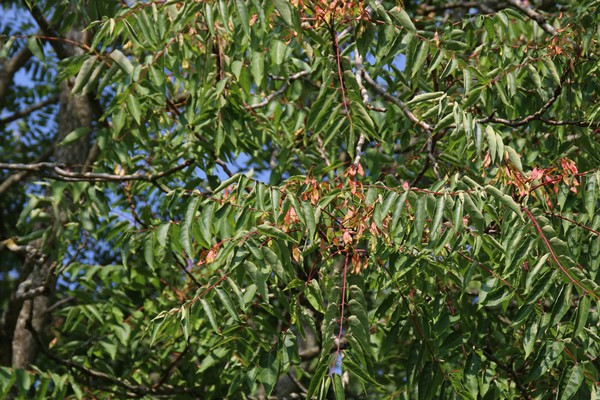 ailanth tree